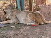 Lubumbashi : Fini la panique, les lions en fuite retrouvés par les traquenards