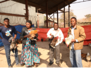 TFM appuie l’aviculture par la distribution des poules sasso aux éleveurs de sa concession