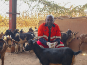 TFM appui les initiatives d’élevage locales