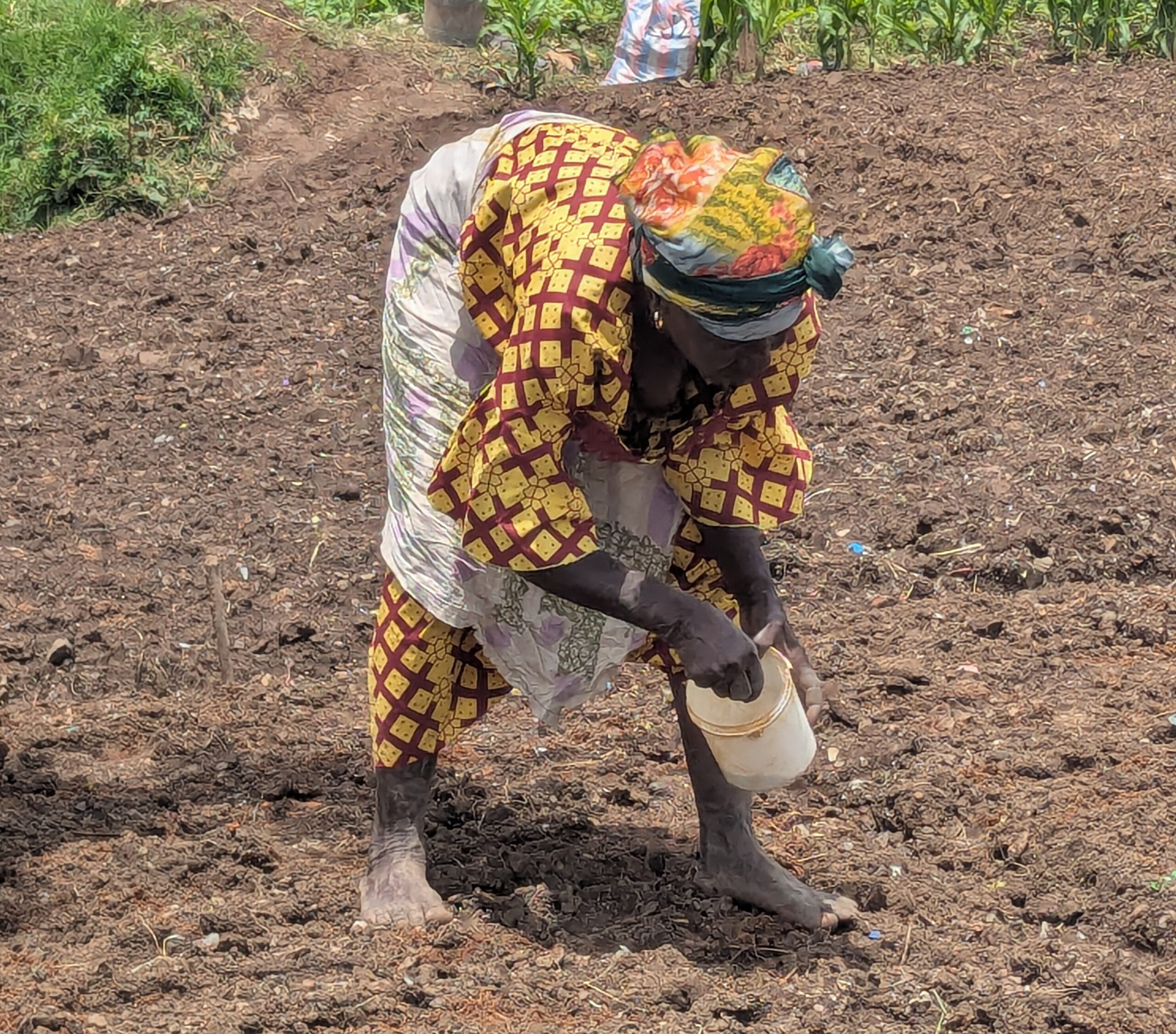 Mme Kasongo Justine dans son Champ cultive les choux