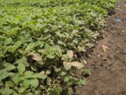 Maraîchage au Haut Katanga : entre résilience et besoin d’accompagnement