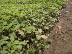 Maraîchage au Haut Katanga : entre résilience et besoin d’accompagnement