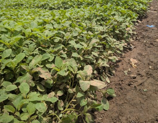 Maraîchage au Haut Katanga : entre résilience et besoin d’accompagnement